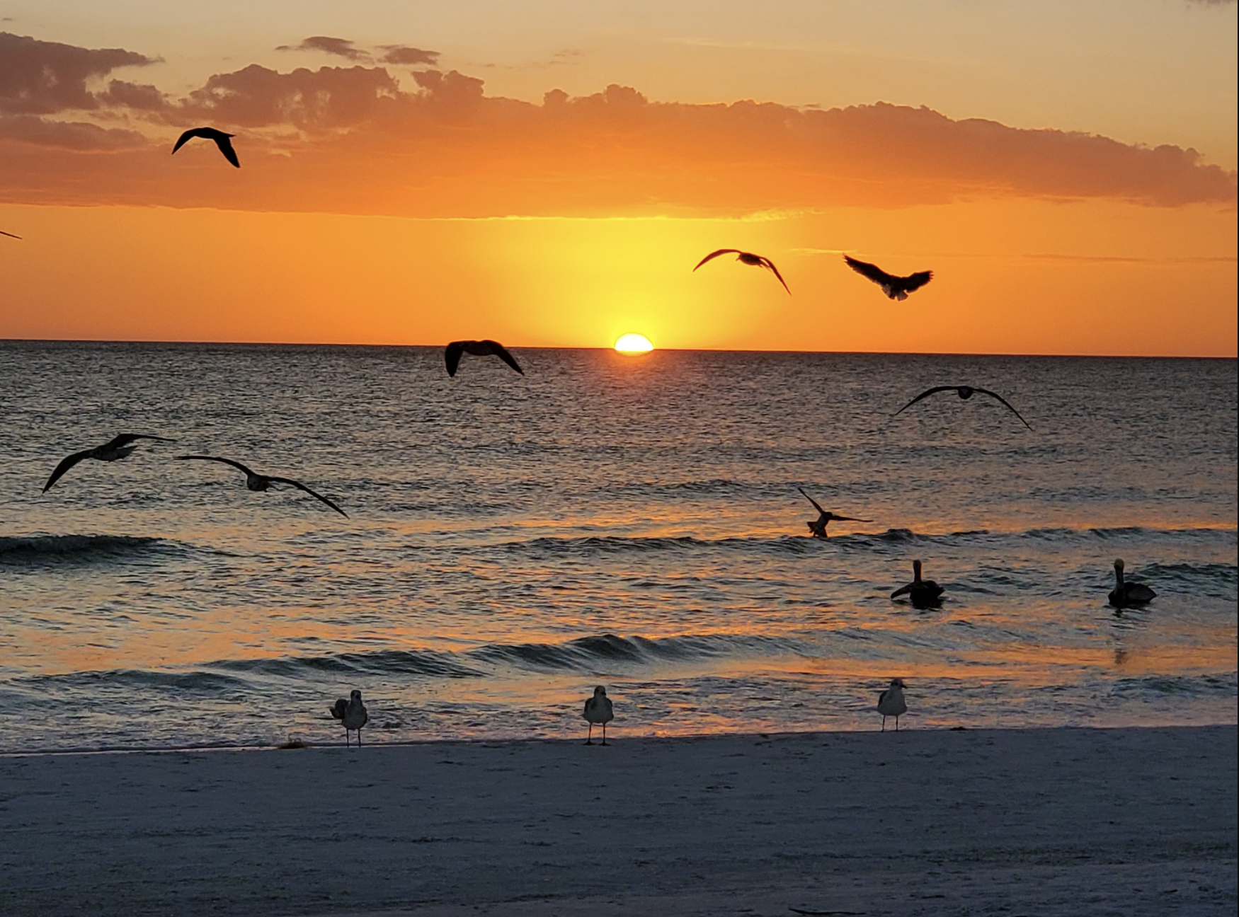 Birds above the sunset