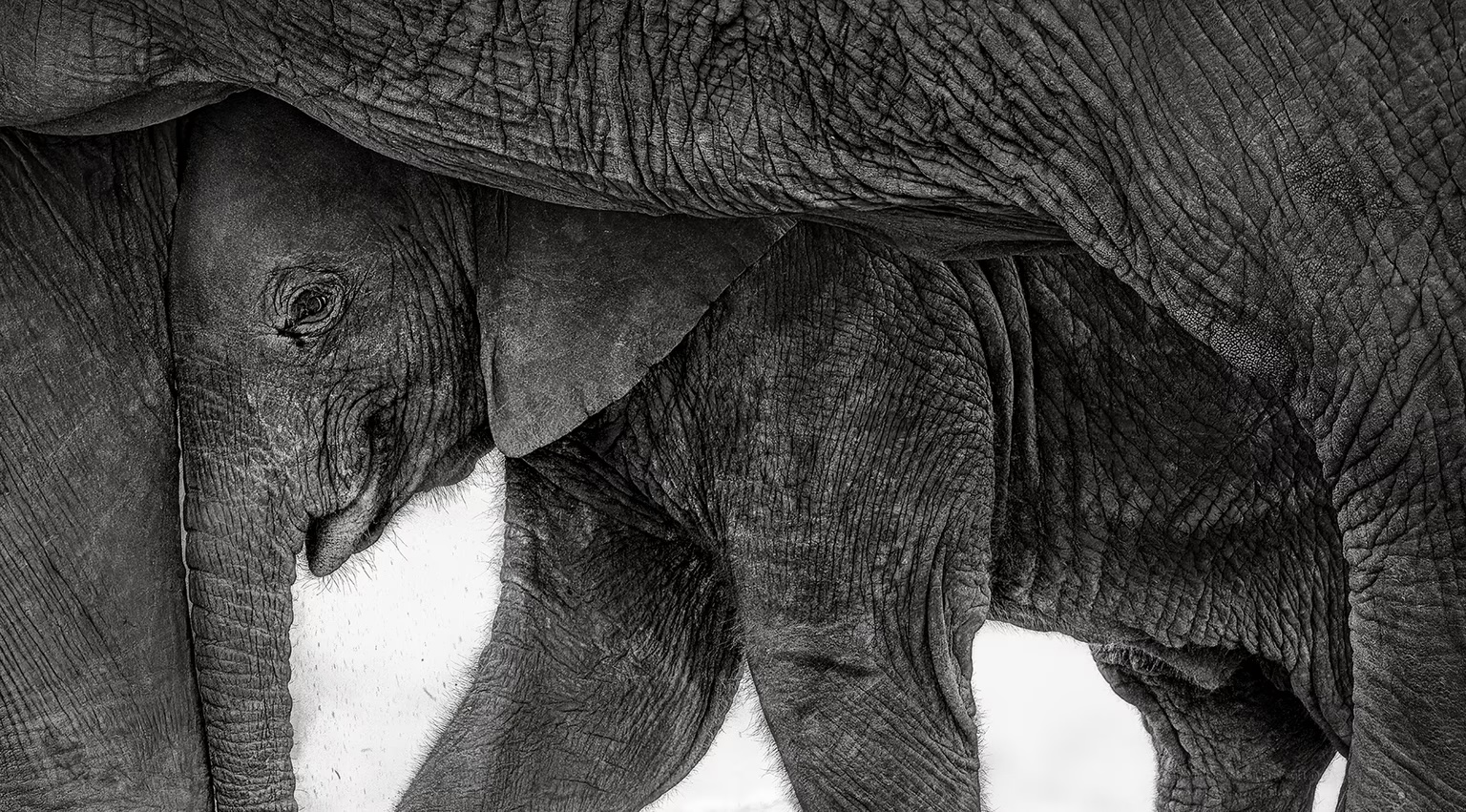 Una cría de elefante en el Parque Nacional Amboseli, en Kenia, busca refugio del sol abrasador en la única sombra disponible: el cuerpo de su madre.
