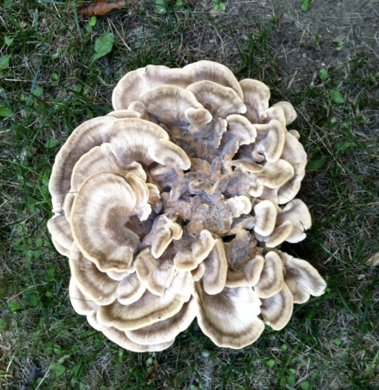 Chicken of the Forest