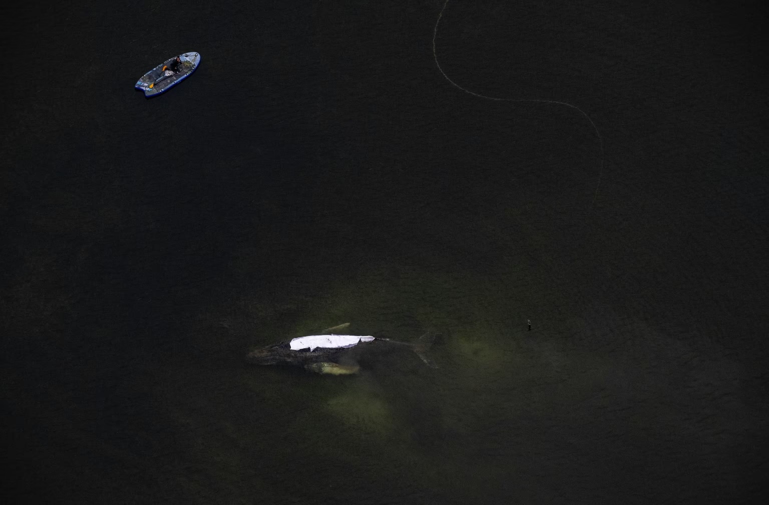 An aerial view of the stranded whale, seen off the island of Poel on April 18 with its back covered with cloth for protection