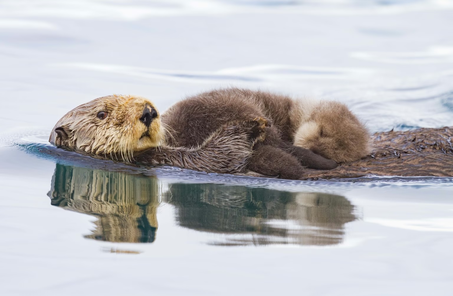 A sea-otter mother swims with her pup near Alaska's Glacier Bay National Park.