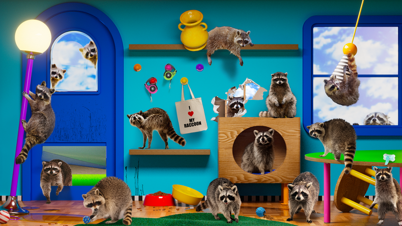 a bunch of raccoons being destructive in someone's living room