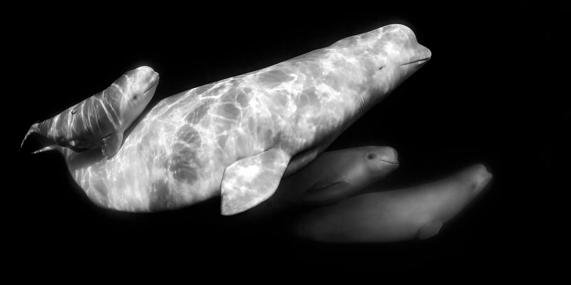 A pod of beluga whales in Churchill, Canada