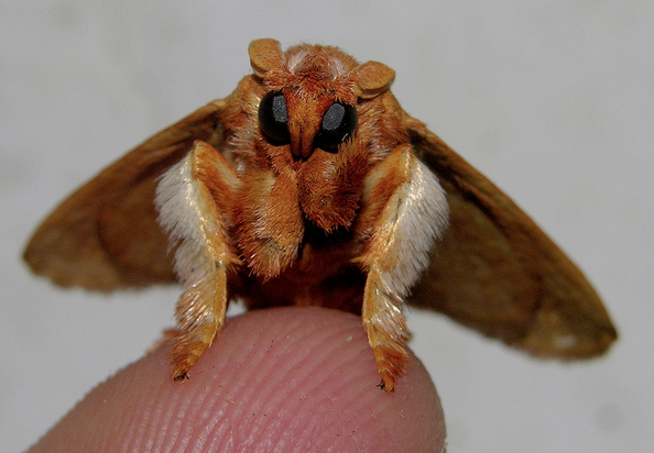 Venezuelan Poodle Moth Is the Internet's Favorite Pet This Week - The ...