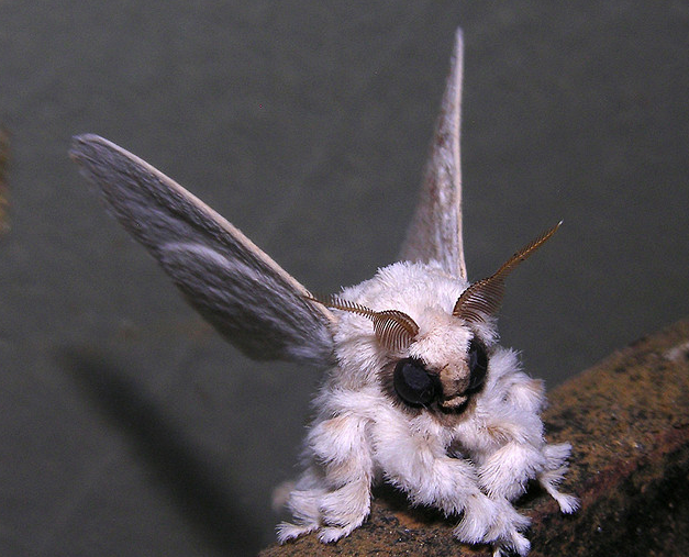 can poodle moths be pets?