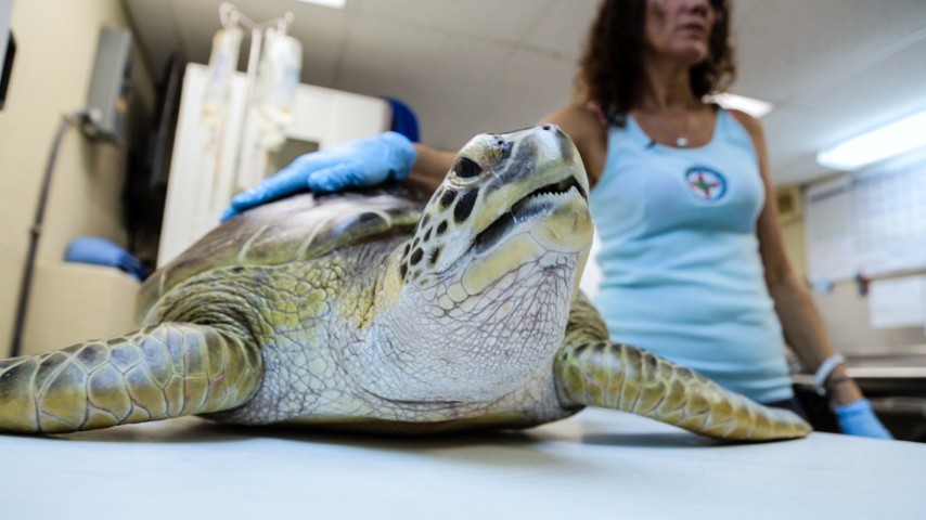 The Turtle Hospital In Florida: Saving Sea Turtles From Fibropapilloma 