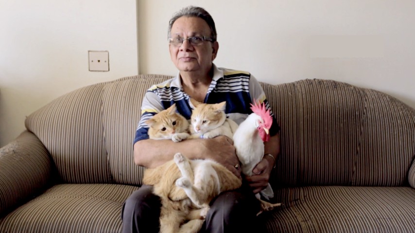 'Tungrus': The Pet Rooster From Hell - The Atlantic