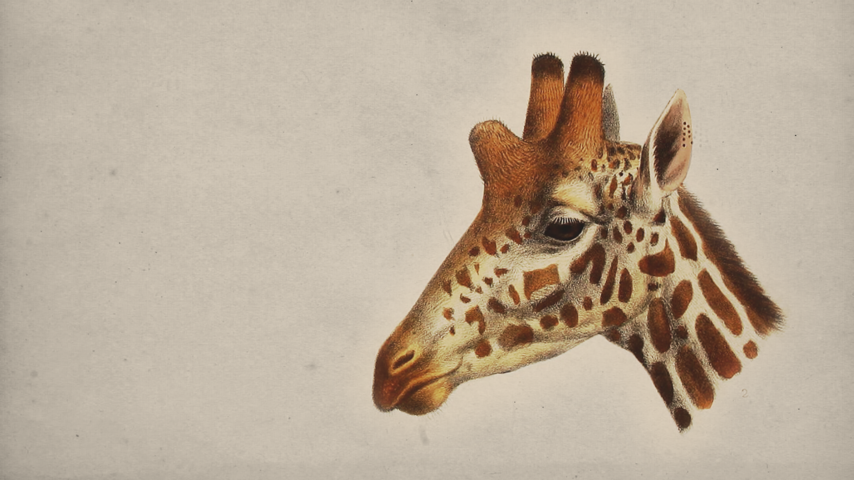 The World Without Giraffes - The Atlantic