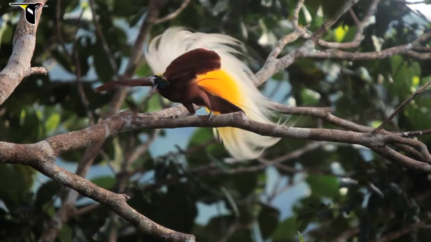 Fauna: The Beautiful (and Hilarious) Mating Dances of Birds of Paradise ...