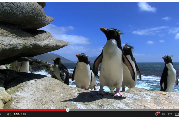 Silly penguin online videos