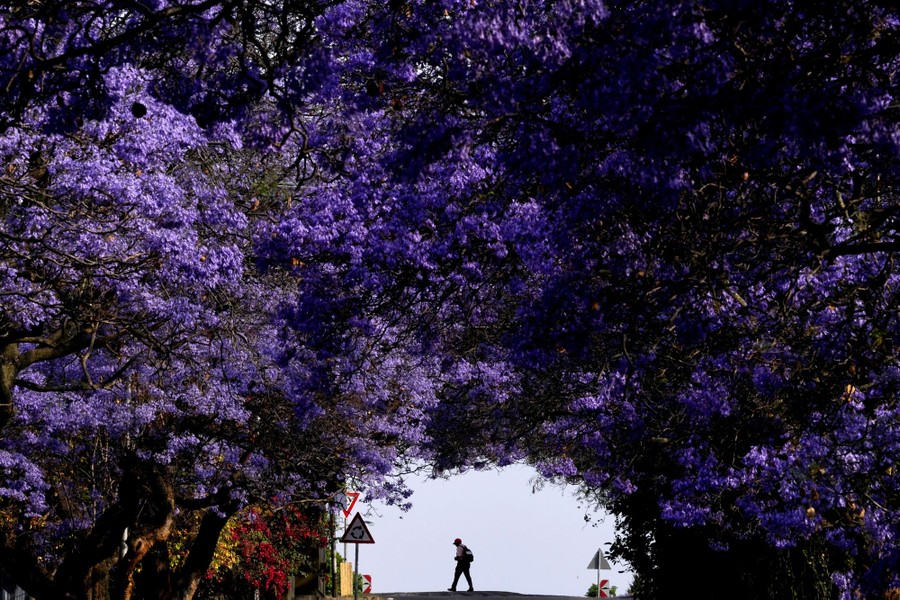 A person walks under blooming trees in a suburban street.