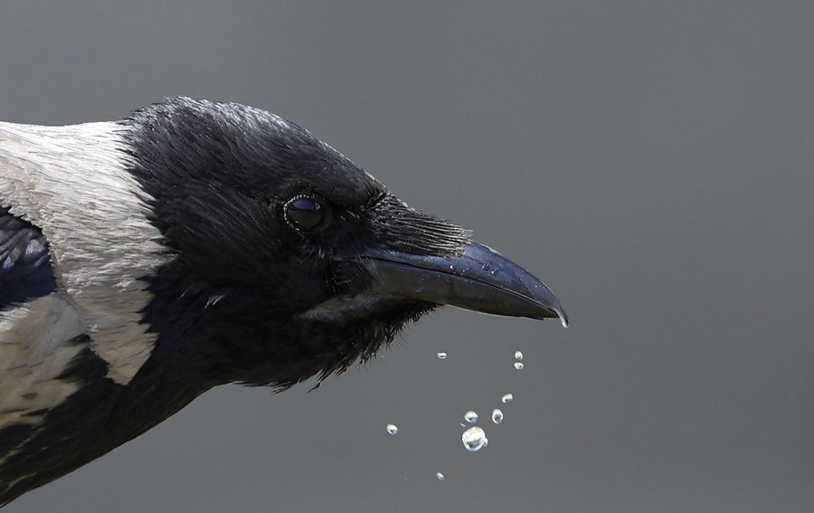 Water drips from the beak of a crow.