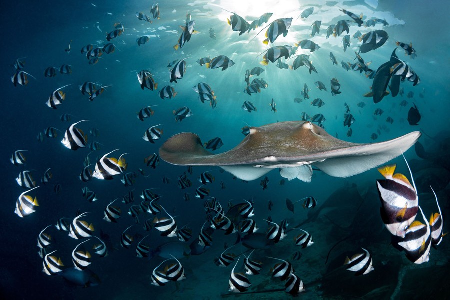 Une raie nage sous l'eau vers le photographe, à travers un banc de poissons rayés.