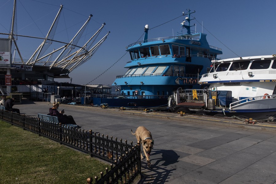 A dog walks on a sidewalk with two passenger ferries docked in the background.