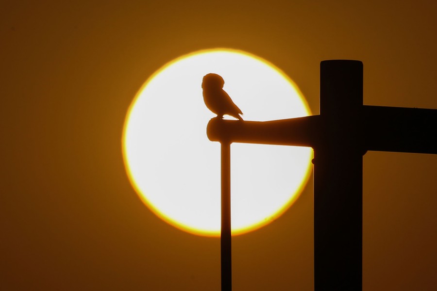 Superb Owl' takes flight: Social media filled with bird photos ahead of  56th Super Bowl in California