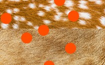 An illustration of a deer hide with dots on it.