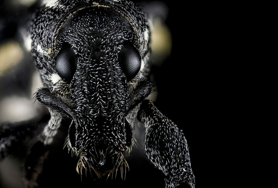 A Beautiful Collection of Insects - The Atlantic