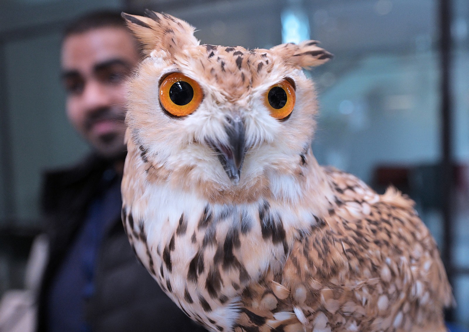 A small owl, perched beside a man.
