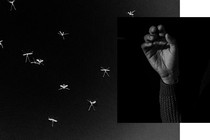 ;Photographs of mosquitos and a hand