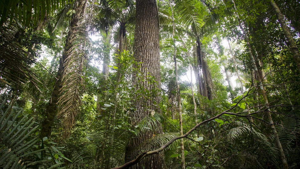 Light shines through the trees in a rain forest.