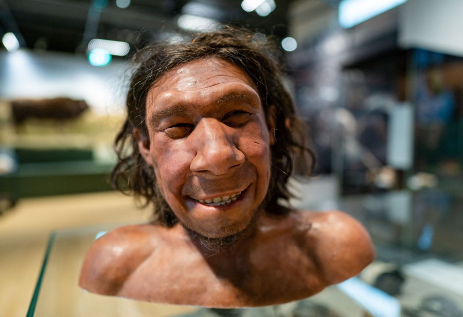 A portrait of a bust—a reconstruction of a Neanderthal man