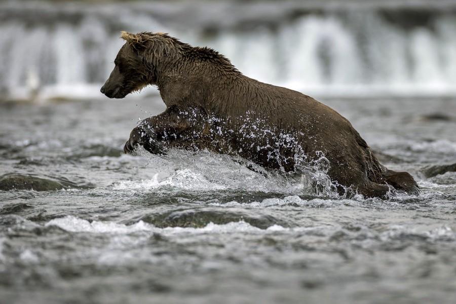 A brown bear leaps in shallow water while fishing.