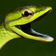 Cope's vinesnake