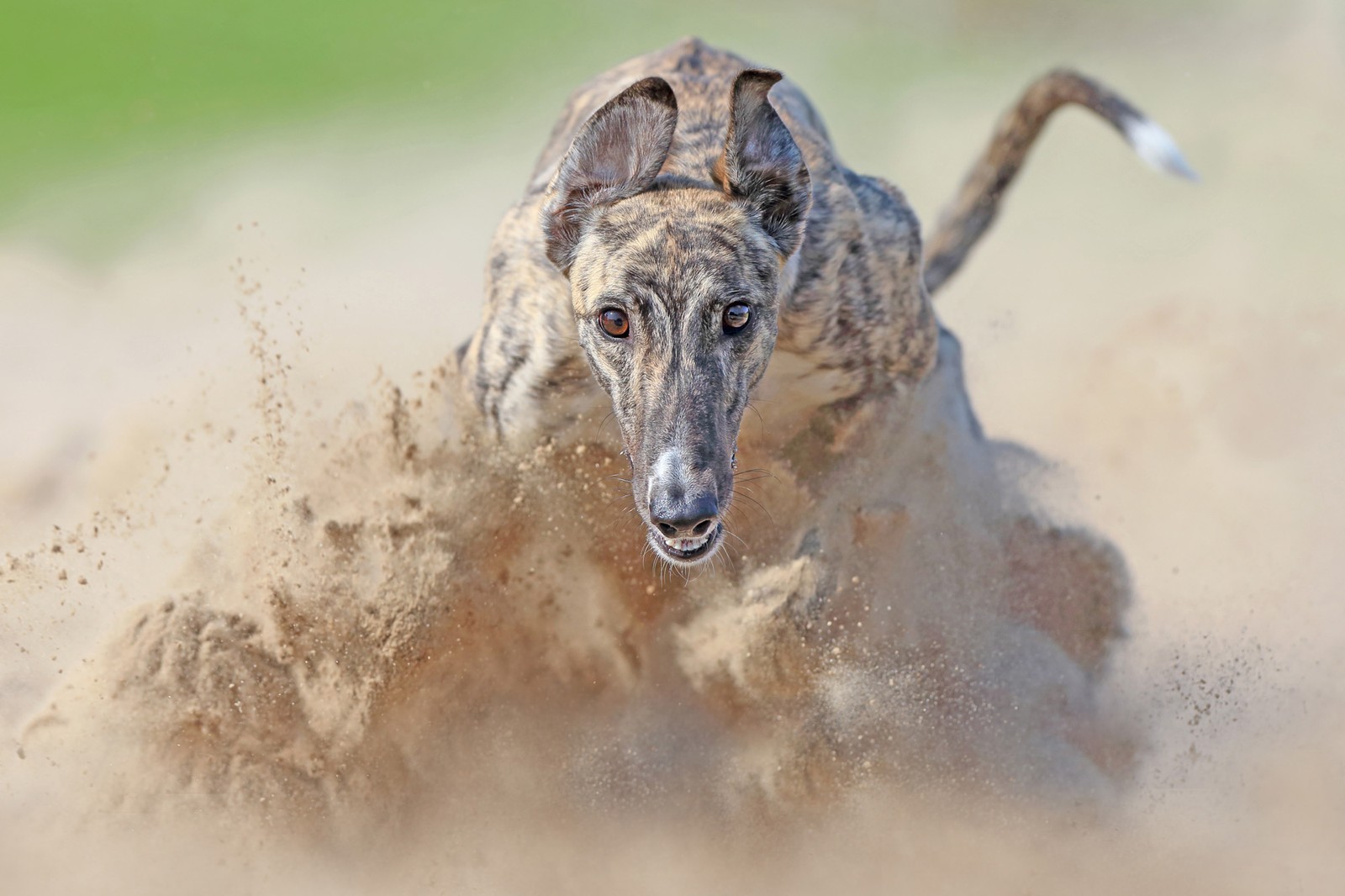 A head-on view of a greyhound running over sandy ground, kicking up dust and sand.