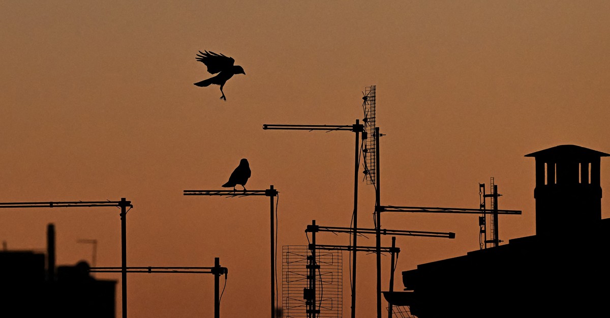 Les corbeaux envahissent les villes américaines