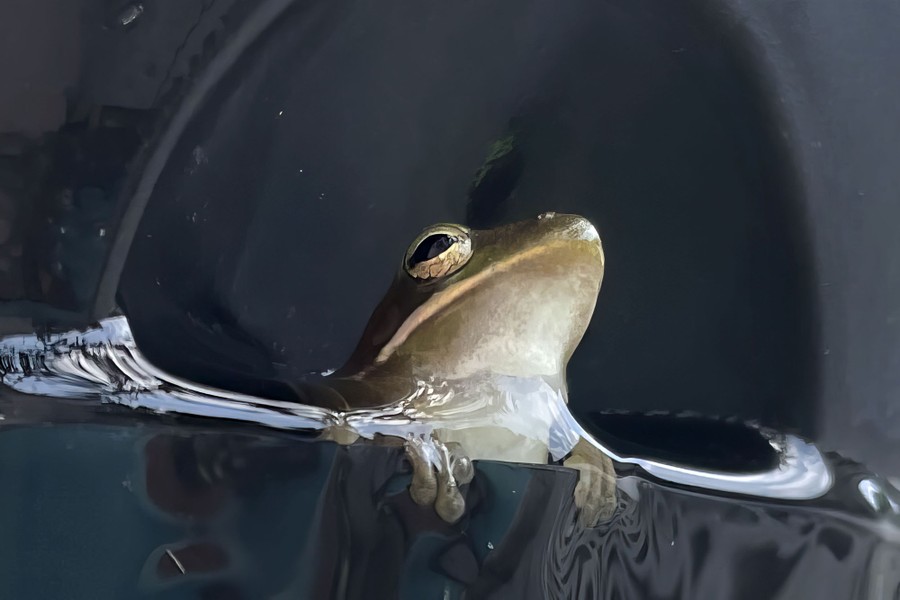 A close view of a frog popping its head out of water.