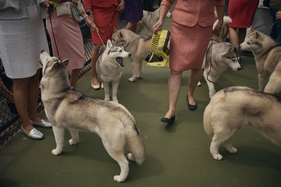 A half-dozen dogs stand with their handlers in a waiting area.