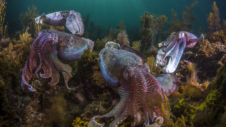 Release The Kraken Squid Octopus And Cuttlefish On The Rise