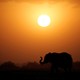 An elephant at sunset.