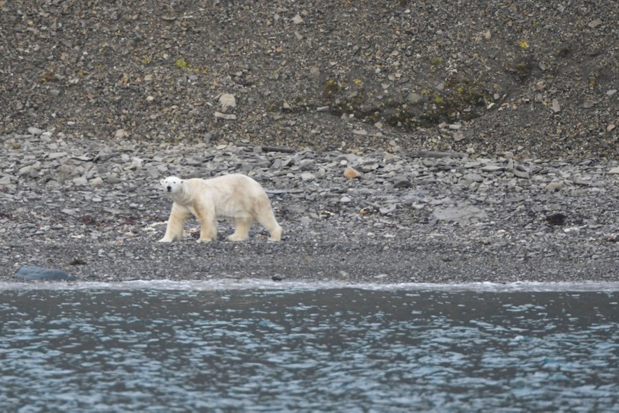A polar bear walks along a rocky shore.