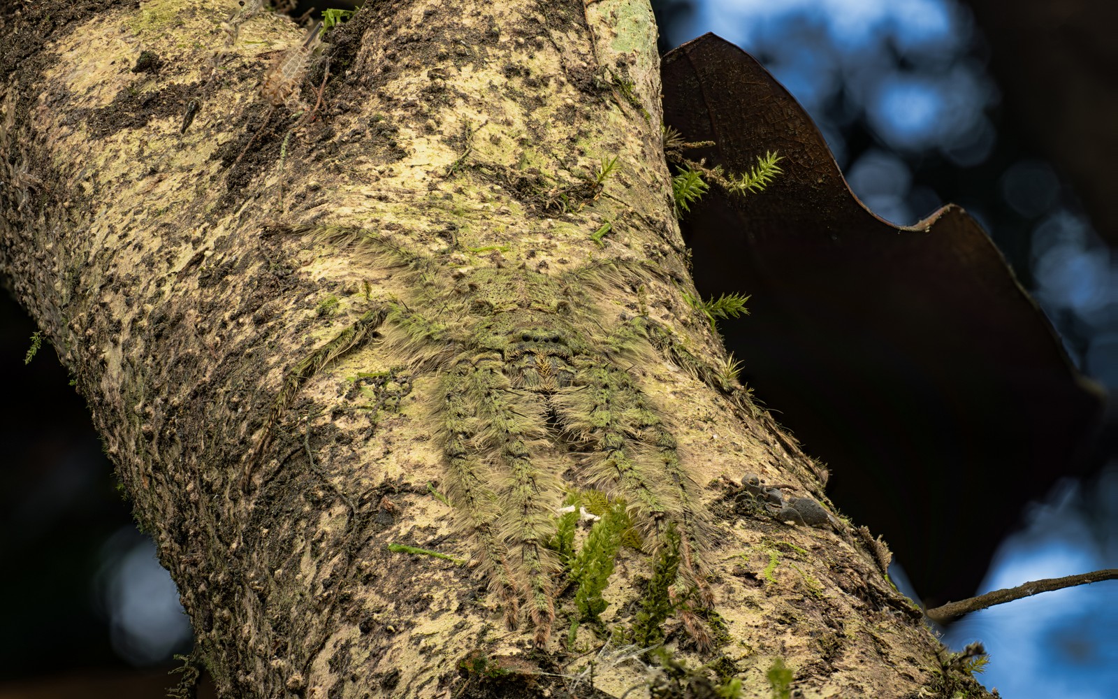 A well-camouflaged spider lies flat against a tree, with lichen-like 'hairs' on its legs and body.