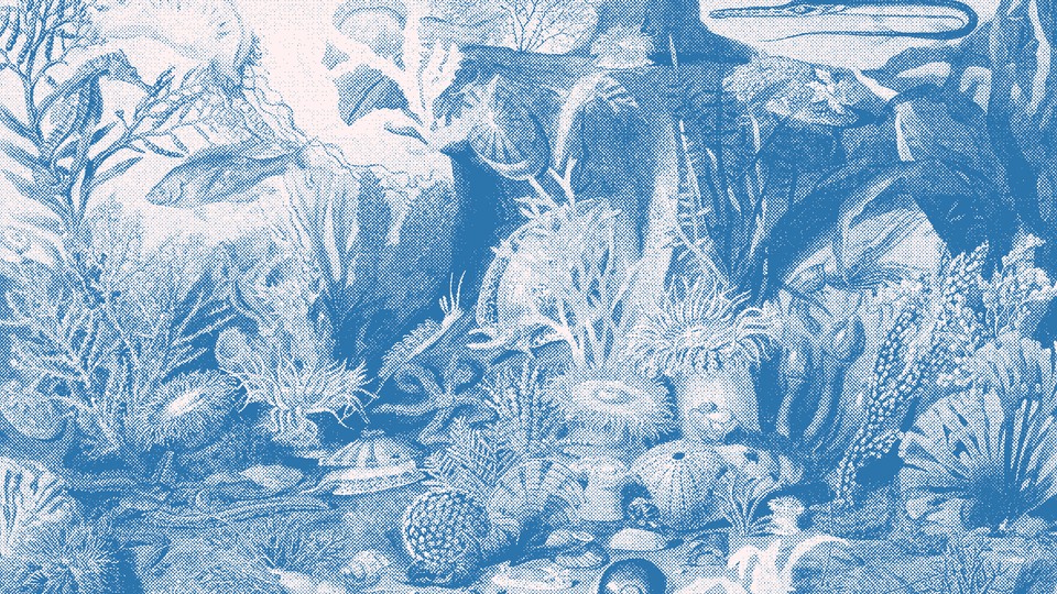 Illustration of wildlife under the sea