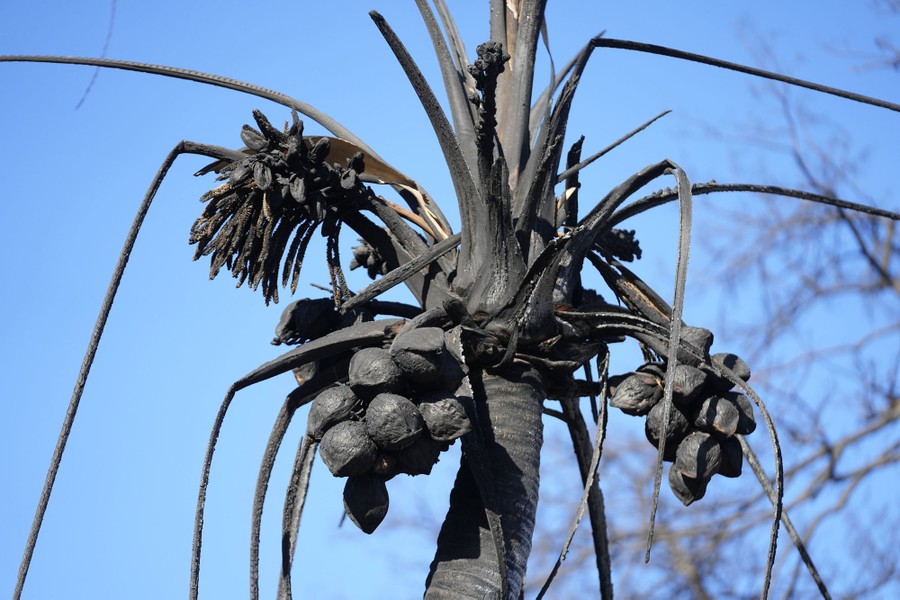 A scorched coconut tree.