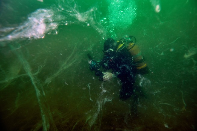 Diver with sea snot underwater 