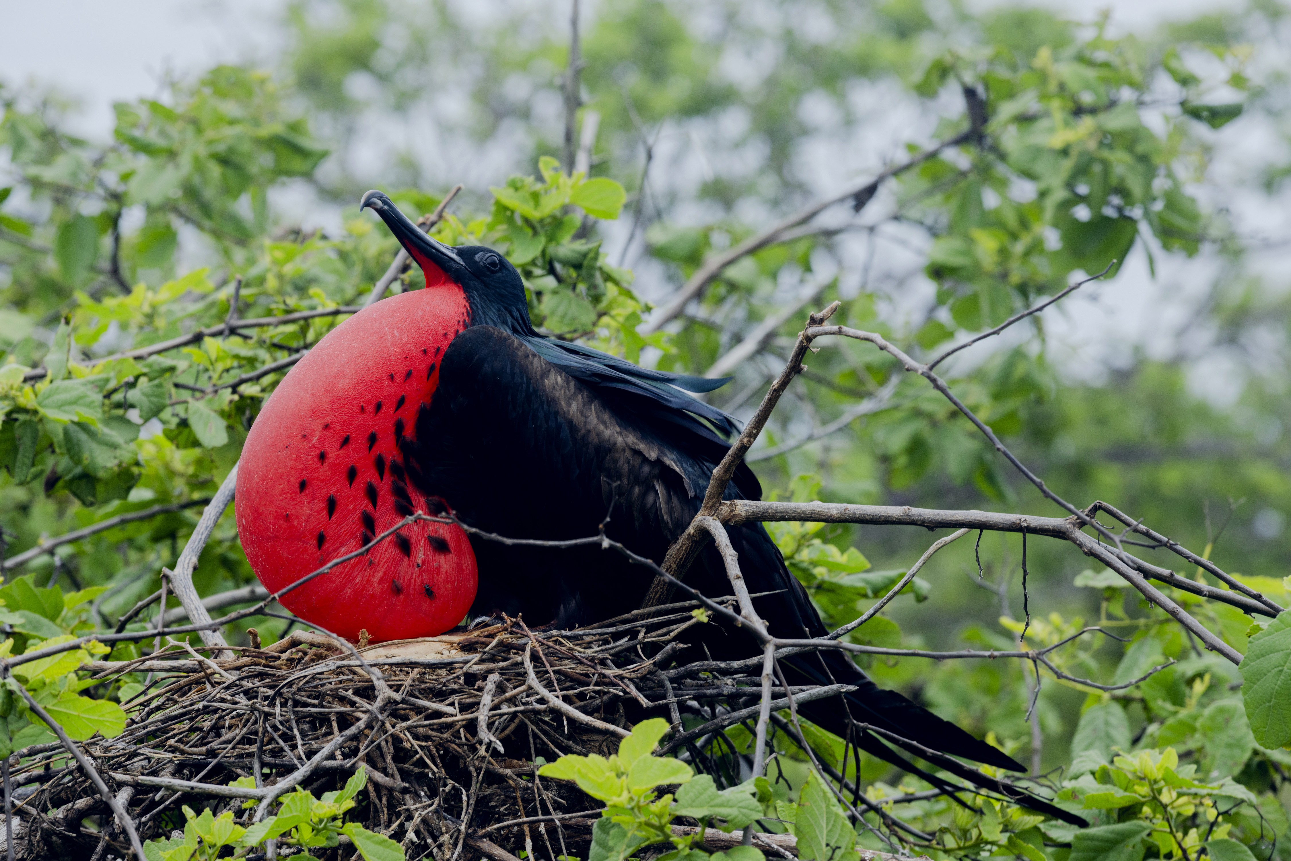Paradise Revisited photo of black bird with large brilliant puffed-out red chest in tree