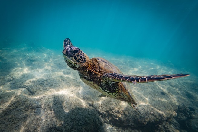 A sea turtle diving under water