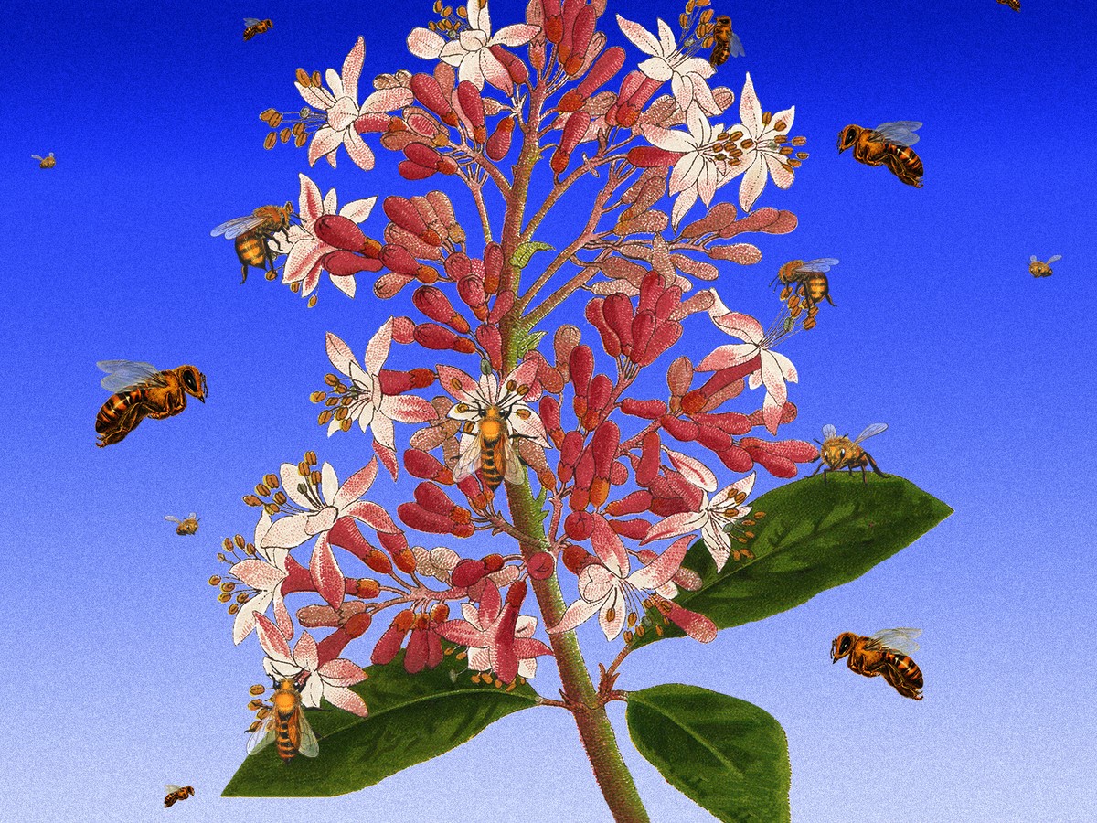 The Great Honeybee Fallacy - The Atlantic