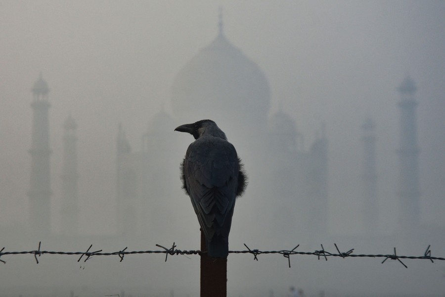 A crow sits on a fence in front of the Taj Mahal amid thick smog.