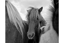 black-and-white photo of three ponies