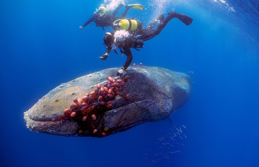 Two scuba divers work underwater to remove a net from the head of a whale.