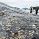 Light-colored whale lice on the body of a gray humpback whale with people standing on a beach in the background