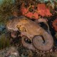 A common octopus