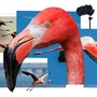 A collage of flamingo photographs