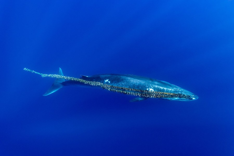 A large whale is seen swimming underwater, an abandoned fishing net trailing behind it, tangled on its head.