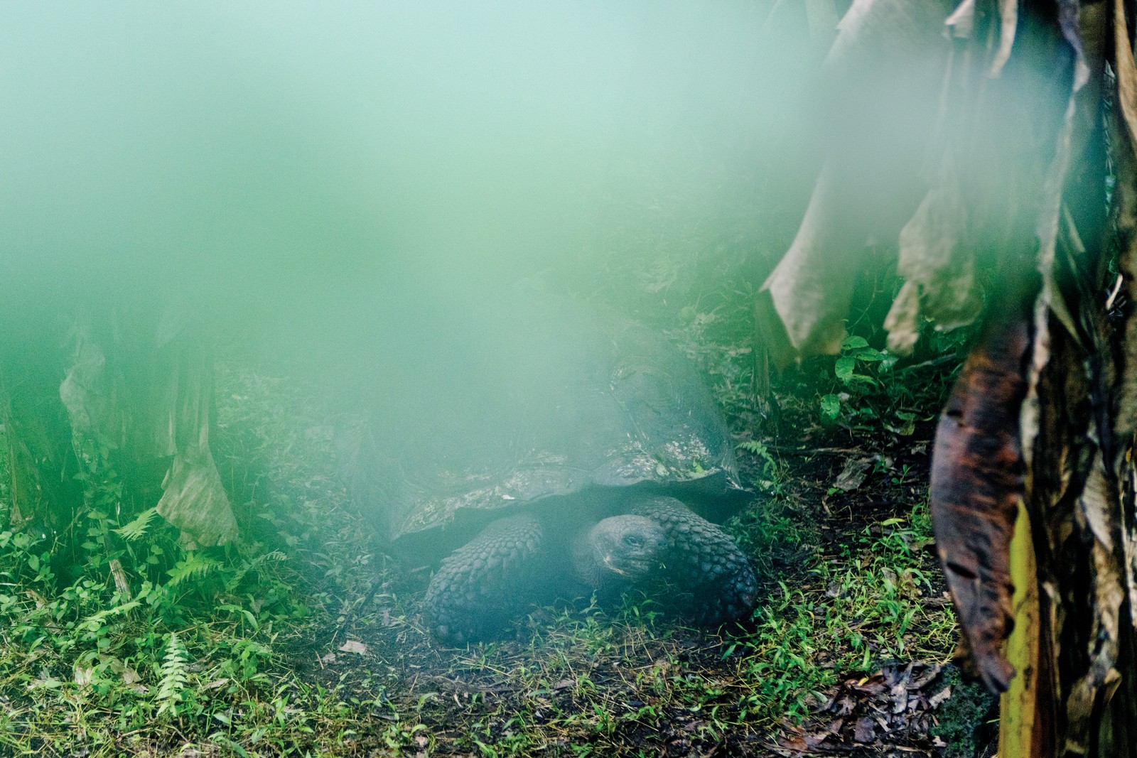 a tortoise in the forest