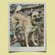 An polaroid photo of a pariah dog set against a yellow background